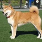 Shiba Inu Burn Rate Increases By 250%, Is A SHIB Price Surge Inevitable?