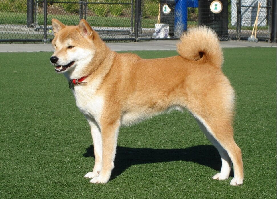 Shiba Inu Burn Rate Increases By 250%, Is A SHIB Price Surge Inevitable?