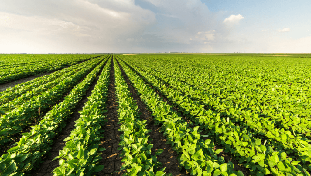 Yield Farming Participation