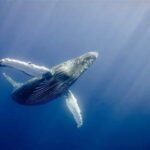 How to Identify Whales On-Chain: A Simple Guide