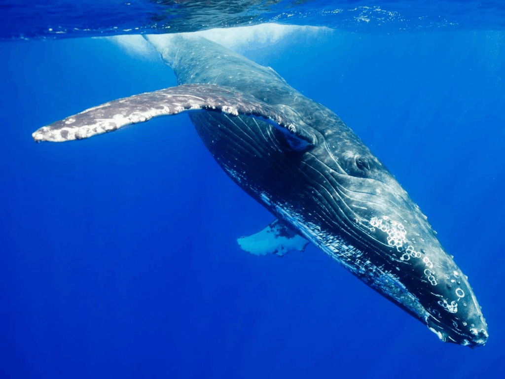 How to Identify Whales On-Chain: A Simple Guide 9 Risks and Limitations