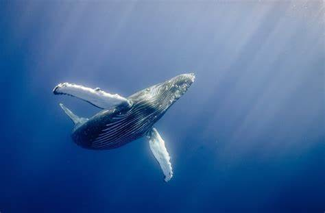 How to Identify Whales On-Chain: A Simple Guide 3 How to Identify Whales On-Chain