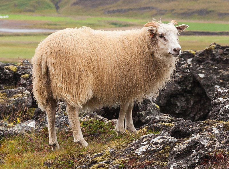 What Does Mean Icelandic Sheep Important For Iceland