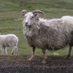 Why Are Icelandic Sheep Important For Iceland