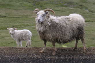 Why Are Icelandic Sheep Important For Iceland