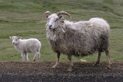 Why Are Icelandic Sheep Important For Iceland