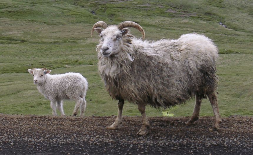 Why Are Icelandic Sheep Important For Iceland