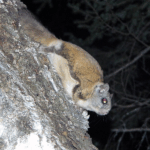 How Much Do Northern Flying Squirrels Length In Centimeters