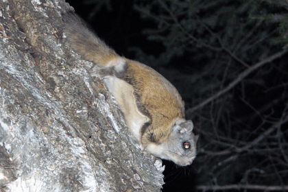 How Much Do Northern Flying Squirrels Length In Centimeters