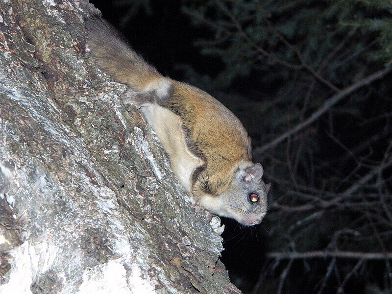 How Much Do Northern Flying Squirrels Length In Centimeters 2 Understanding the Basics of Northern Flying Squirrel Size