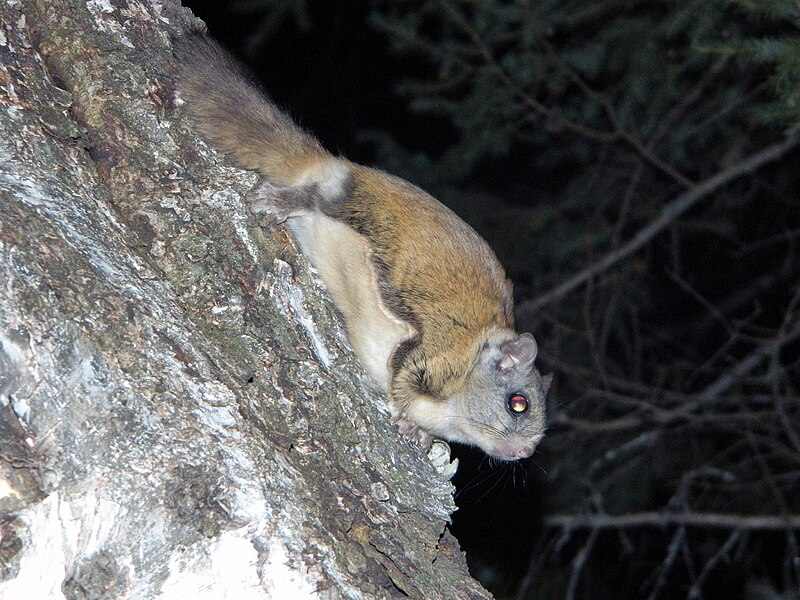 How Much Do Northern Flying Squirrels Length In Centimeters 2 Understanding the Basics of Northern Flying Squirrel Size