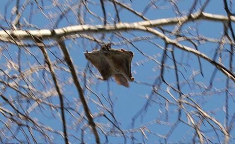 How Much Do Northern Flying Squirrels Length In Centimeters 3 Growth and Size Differences