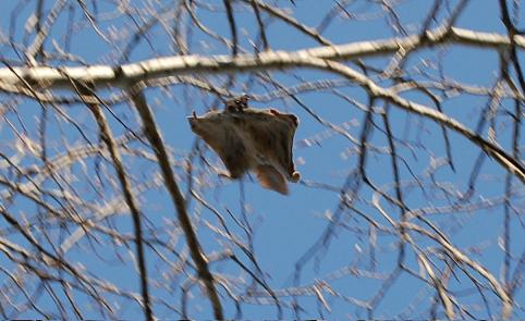 How Much Do Northern Flying Squirrels Length In Centimeters 3 Growth and Size Differences