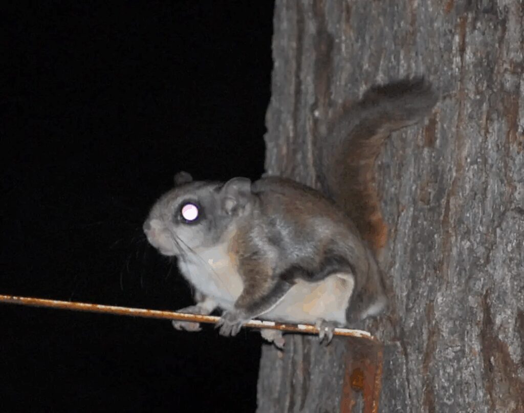 How Much Do Northern Flying Squirrels Length In Centimeters 4 Why Measuring Their Length Matters