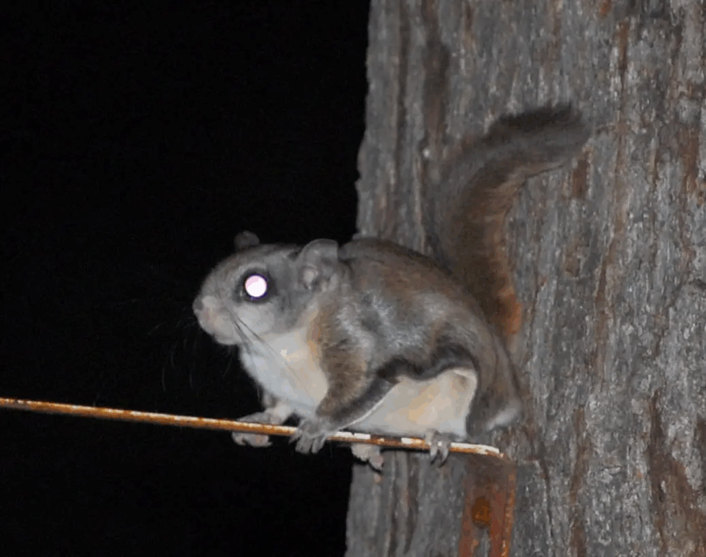 How Much Do Northern Flying Squirrels Length In Centimeters 4 Why Measuring Their Length Matters