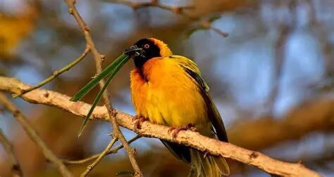 Why Is Uganda Popular for Birdwatching?