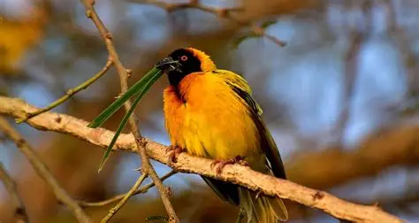 Why Is Uganda Popular for Birdwatching?