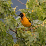 Why Is Uganda Popular for Birdwatching?