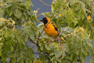 Why Is Uganda Popular for Birdwatching?