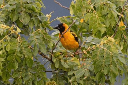 Why Is Uganda Popular for Birdwatching?