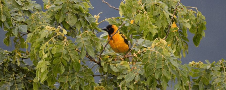 Why Is Uganda Popular for Birdwatching?