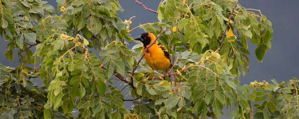 Birdwatching Tours and Experiences