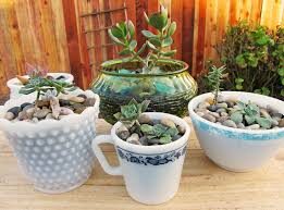Desk Plants or Succulents