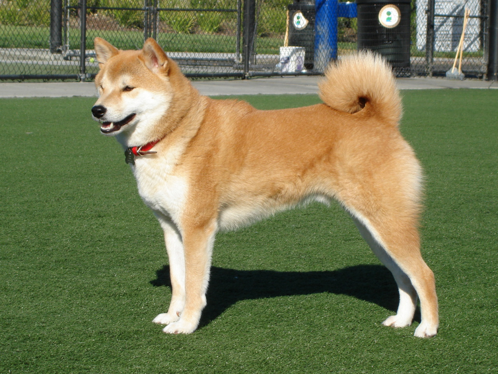 Shiba Inu Price Surge Explained Reasons